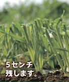 5センチ残します。