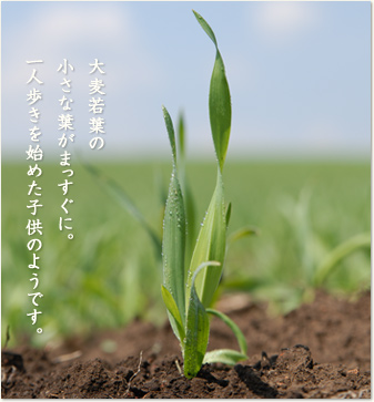 大麦若葉の小さな葉がまっすぐに。一人歩きを始めた子供のようです。