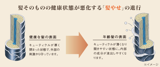 髪そのものの健康状態が悪化する「髪やせ」の進行　健康な髪の表面　キューティクルが厚く閉まった状態で、外部の刺激から守っています。　年齢髪の表面　キューティクルが薄くなり開きやすい状態に。内部の成分が流出しやすくなります。　※イメージ