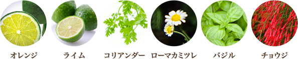オレンジ ライム コリアンダー ローマカミツレ バジル チョウジ