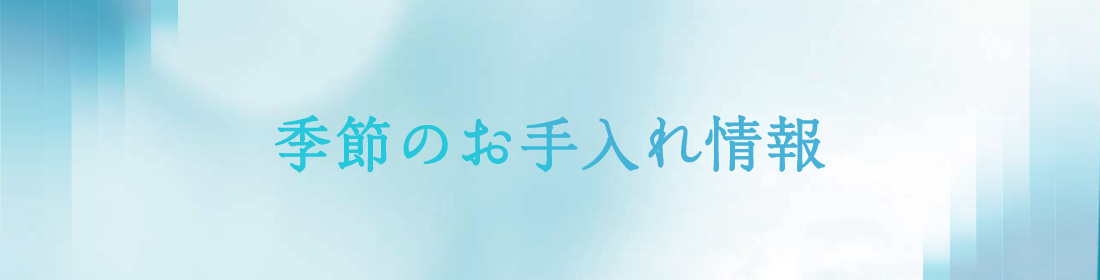 季節のお手入れ情報