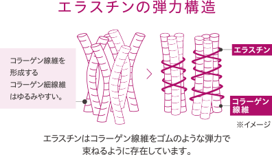 エラスチン