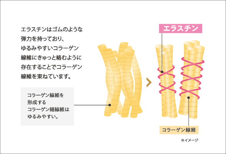 エラスチンはゴムのような弾力を持っており、ゆるみやすいコラーゲン線維にきゅっと絡むように存在することでコラーゲン線維を束ねています。