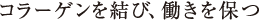 コラーゲンを結び、働きを保つ