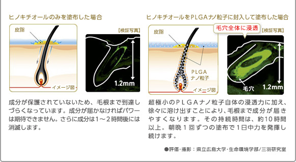 ヒノキチオールのみを塗布した場合　皮脂　イメージ図　【検証写真】　1.2mm　成分が保護されていないため、毛根まで到達しづらくなっています。成分が届かなければパワーは期待できません。さらに成分は１～２時間後には消滅します。ヒノキチオールをＰＬＧＡナノ粒子に封入して塗布した場合　皮脂　ＰＬＧＡナノ粒子　イメージ図毛穴全体に浸透　【検証写真】　毛穴　1.2mm　超極小のＰＬＧＡナノ粒子自体の浸透力に加え、徐々に溶け出すことにより、毛根まで成分が届きやすくなります。その持続時間は、約１０時間以上。朝晩１回ずつの塗布で１日中力を発揮し続けます。●評価・撮影：県立広島大学・生命環境学部/三羽研究室