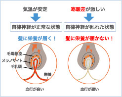 気温が安定自律神経が正常な状態髪に栄養が届く!毛母細胞メラノサイト毛乳頭栄養血行が良い寒暖差が激しい自律神経が乱れた状態髪に栄養が届かない!血行が悪い