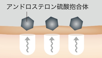 アンドロステロン硫酸抱合体のイラスト