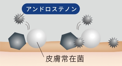 アンドロステノンのイラスト