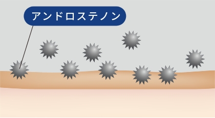 アンドロステノンのイラスト
