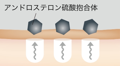 アンドロステロン硫酸抱合体のイラスト