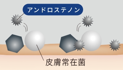 皮膚常在菌のイラスト