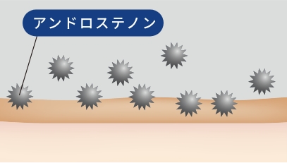 アンドロステノンのイラスト