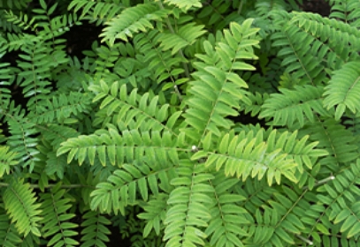 マメ科の植物クララの写真