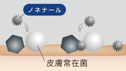 皮膚常在菌のイラスト
