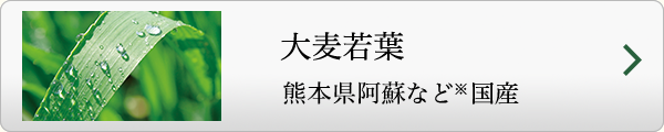 大麦若葉