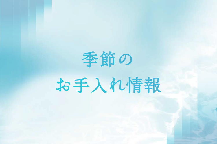 季節のお手入れ情報