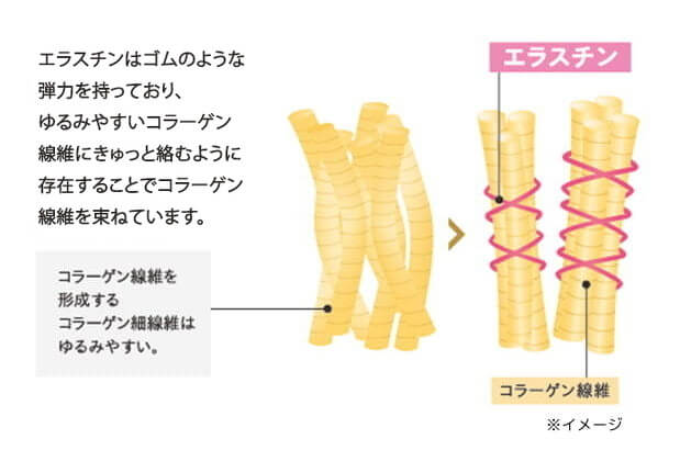 コラーゲンは加齢とともに減少傾向に。