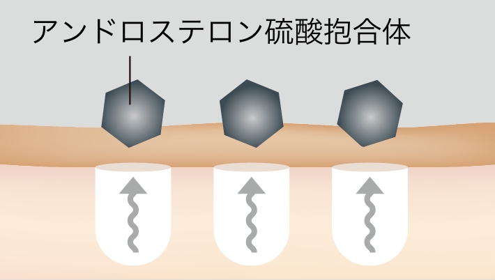 アンドロステロン硫酸抱合体のイラスト