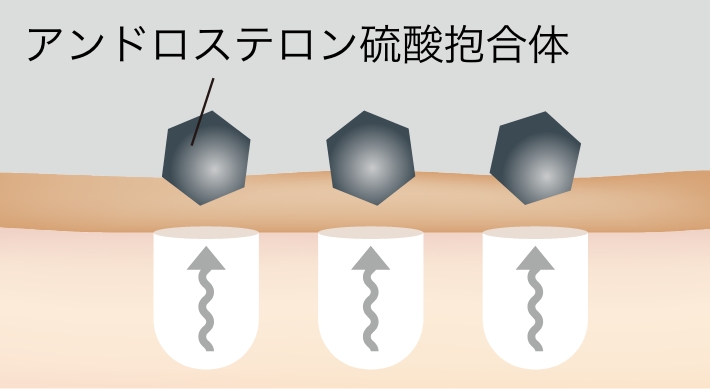 アンドロステロン硫酸抱合体のイラスト