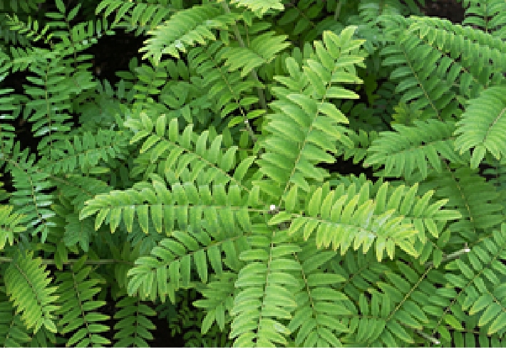 マメ科の植物クララの画像