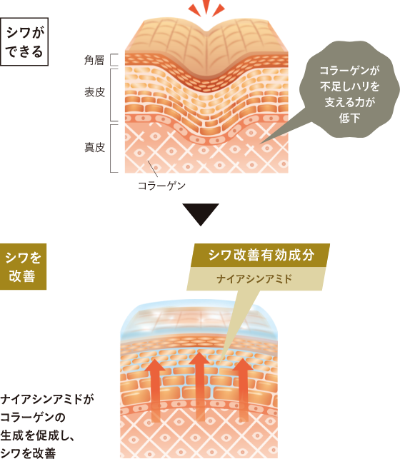 シワができる原因改善