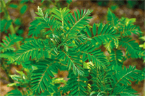 マメ科の植物クララ