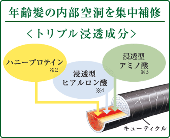 年齢髪の内部空洞を集中補修 <トリプル浸透成分> ハニープロテイン※2 浸透型ヒアルロン酸※4 浸透型アミノ酸※3　キューティクル