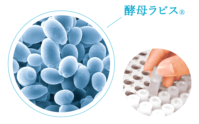 酵母ラビス®