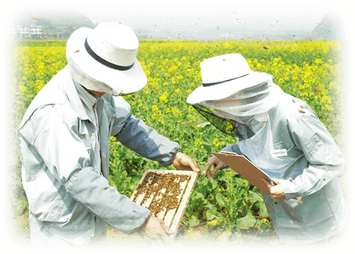 ローヤルゼリー＋セサミンE[公式通販]  サプリメント・健康食品の通販 